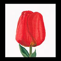 Набор для вышивания Красный тюльпан  канва Aida 18 ct