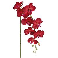 Цветок декоративный Орхидея  Fiebiger Floristik GmbH 206630-505