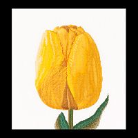 Набор для вышивания Желтый тюльпан  канва лен 36 ct