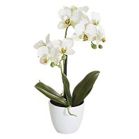 Цветок декоративный в кашпо Орхидея  Fiebiger Floristik GmbH 206661-104