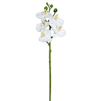 Цветок декоративный Орхидея  Fiebiger Floristik GmbH 206680-104