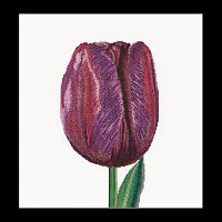 Набор для вышивания Фиолетовый Тюльпан Триумф  канва лён 32 ct