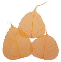 Листья сухие для декора - 8500634