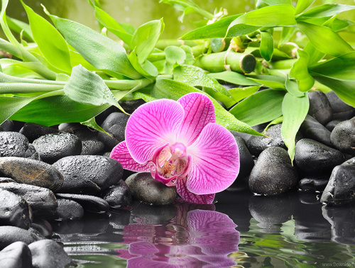 Картина стразами Орхидея на черных камнях  Алмазное хобби Ah35721 фото