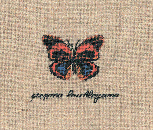 Набор для вышивания:PAPILLON PREPONA BUCKLEYANA Бабочка PREPONA BUCKLEYANA 3629 смотреть фото