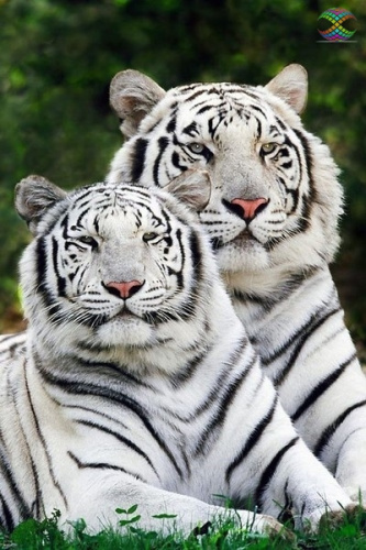 Картина стразами Тигры альбиносы  Алмазное хобби Ah0945 фото