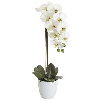 Цветок декоративный в кашпо Орхидея  Fiebiger Floristik GmbH 206662-104