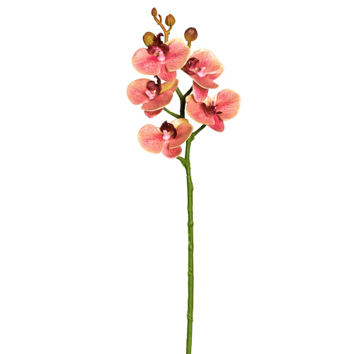 Цветок декоративный Орхидея  Fiebiger Floristik GmbH 206680-340 фото