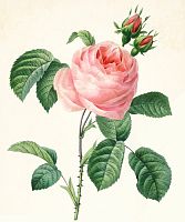 Принт для вышивания Розовая роза  ZENGANA 277