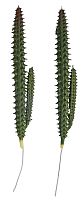 Декоративное растение Столбчатый кактус RAYHER 55859000