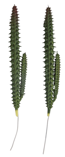Декоративное растение Столбчатый кактус RAYHER 55859000 фото