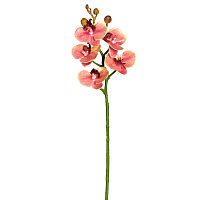 Цветок декоративный Орхидея  Fiebiger Floristik GmbH 206680-340